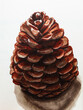 Pine cone, drawing with markers, white background.