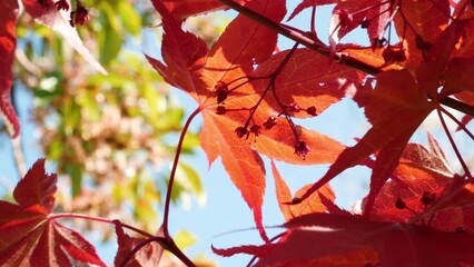 close up of red japanese maple tree blossom against clear blue sky