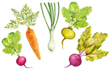 A large set of vegetables with leaves, botanical illustration, green onions, carrots, turnips and beets, watercolor