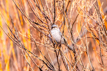 Wall Mural - Eastern Phoebe