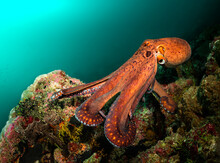 Big Orange Octopus Monster Swimming Near Colourful Reef