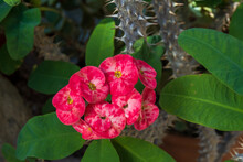 Euphorbia Milii Or Crown Of Thorns 