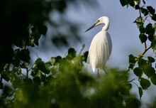 Egrets Are Waterfowl.Also Like To Be In The Tree