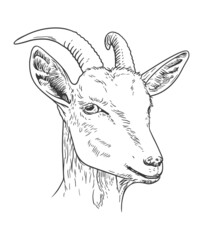 Goat head hand-drawn vector line art illustration