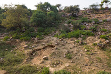 Thorny Vegetation On The Rocky Surface Of The Sacred Indian Hill Govardhan