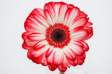 Flower Details Of A Red Gerbera