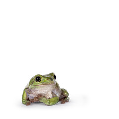 Wall Mural - green tree frog aka ranoidea caerulea, sitting facing front. looking away from camera. isolated on a