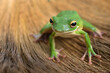 Whitelips tree frog