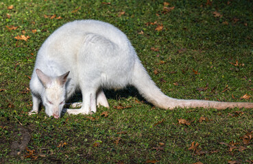 Red-necked wallaby (Macropus rufogriseus), Tasman subspecies Bennett‘s Wallaby, albino