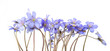 First spring flowers,  Anemone hepatica isolated on white background. Blooming of blue violet wild forest flowers liverwort.