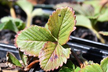 Poster - Strawberry Plant