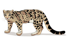 Clouded Leopard Of Wild Animal Living In Nature With A Print Texture Of The Skin