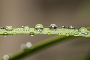 Dew drops across a single blade of grass