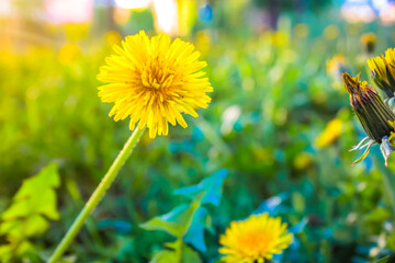 Yellow dandelion growing in green spring blooming meadow in warm sunny day. Lots of dandelions in a glade, clearing, field. Blossoming summer flowers background. Floral postcard. Natural landscape.