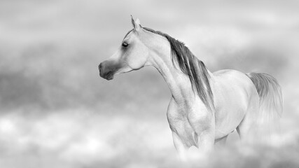 Wall Mural - white horse