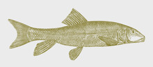 White Sucker Catostomus Commersonii, Freshwater Fish From North America In Side View