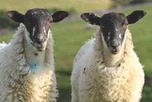 Yorkshire Sheep