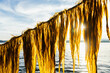 Seaweed Fresh from the Ocean in the Sunlight