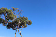 Eucalyptus Tree And Blue Sky
