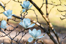 Full Blooming Of Yulan Magnolia (Magnolia Heptapeta) In Japan In April