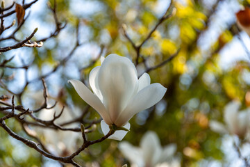 Wall Mural - Full blooming of Yulan magnolia (Magnolia heptapeta) in Japan in April