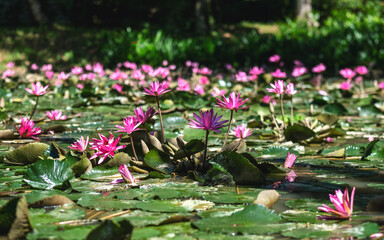 Wall Mural - Pink lily water or lotus flowers in a pond