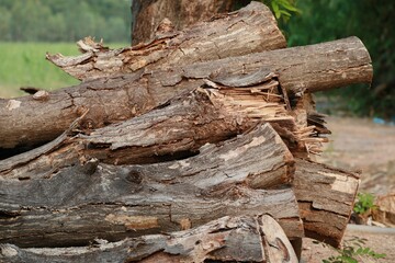 Poster - Logs, timber, forestry, timber industry tree trunks harvested in the forest cutting wood in winter forest