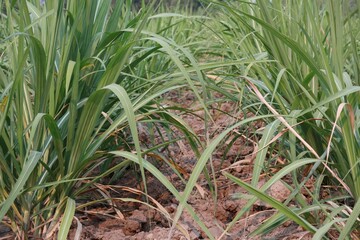 Poster - rice in the field