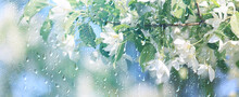 Spring Rain Abstract Flowers Background