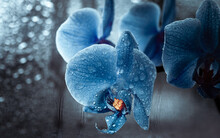 Artistic Photo Of The Orchids
