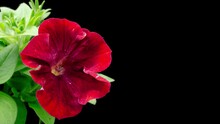 Time Lapse Of Beautiful Red Petunia Flower Blooming, Black Background. Close-up. 4K UHD Video