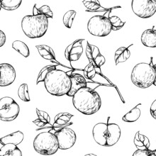 Apple Engraving Pattern. Seamless Hand Drawn Print With Organic Garden Fruits. Orchard Crop. Juicy Pieces. Plant Branches With Leaves. Food Harvest. Sketch Background. Vector Texture
