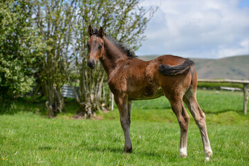 Wall Mural - Baby horse, young foal stands looking towards camera on a sunny summers day in rural England.