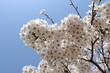 4월 봄에 벚나무에 핀 벚꽃
