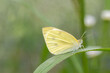 Motyl bielinek rzepnik na źdźble trawy