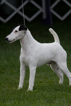 Smooth Fox Terrier Standing In Profile