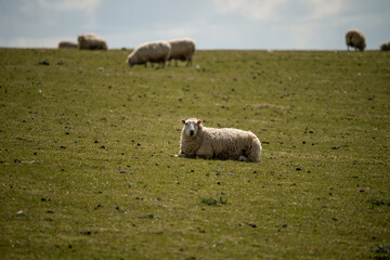 welsh mountain sheep in grazing pasture