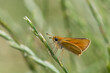 Motyl karłątek kniejnik na źdźble trawy
