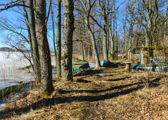 bare tree trunks in spring, old trees on the lake shore