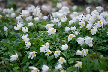 Poster - White delicate anemone flower in the spring garden