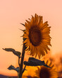 © MARALEM - Retrato de un girasol al atardecer, la naturaleza del mundo en una flor, girasol en medio del campo