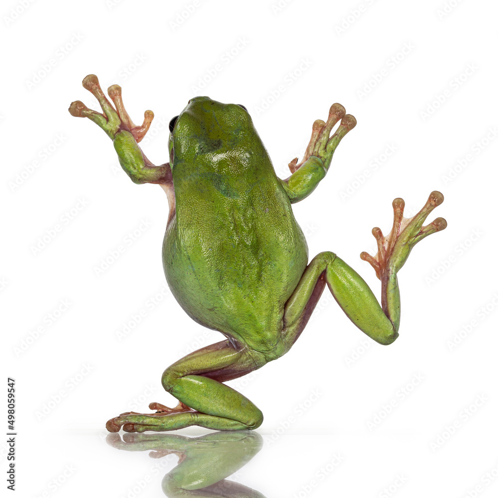 Backside view of jumping Green tree frog aka Ranoidea caerulea ...