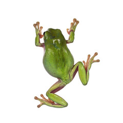 Wall Mural - top view of green tree frog aka ranoidea caerulea. isolated on a white background.