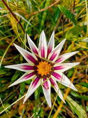 Wall Mural - White and purple blooming Gazania flower