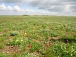 Flowering wild tulips in the steppe in spring