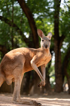 A Kangaroo Standing In Front Of A Big Tree.