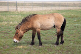 Fototapeta Konie - Przewalski's horse in the Orenburg nature reserve. Orenburg region, Southern Urals, Russia