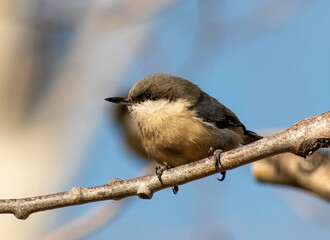 Wall Mural - A pymgy nuthatch perched on a tree branch. 