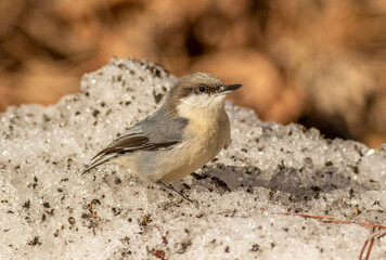 Wall Mural - A pygmy nuthatch picking food and grit out of a snow pile in Arizona. 