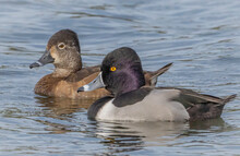 A Male And Female Ring-necked Duck Swim Side By Side On A Lake. 